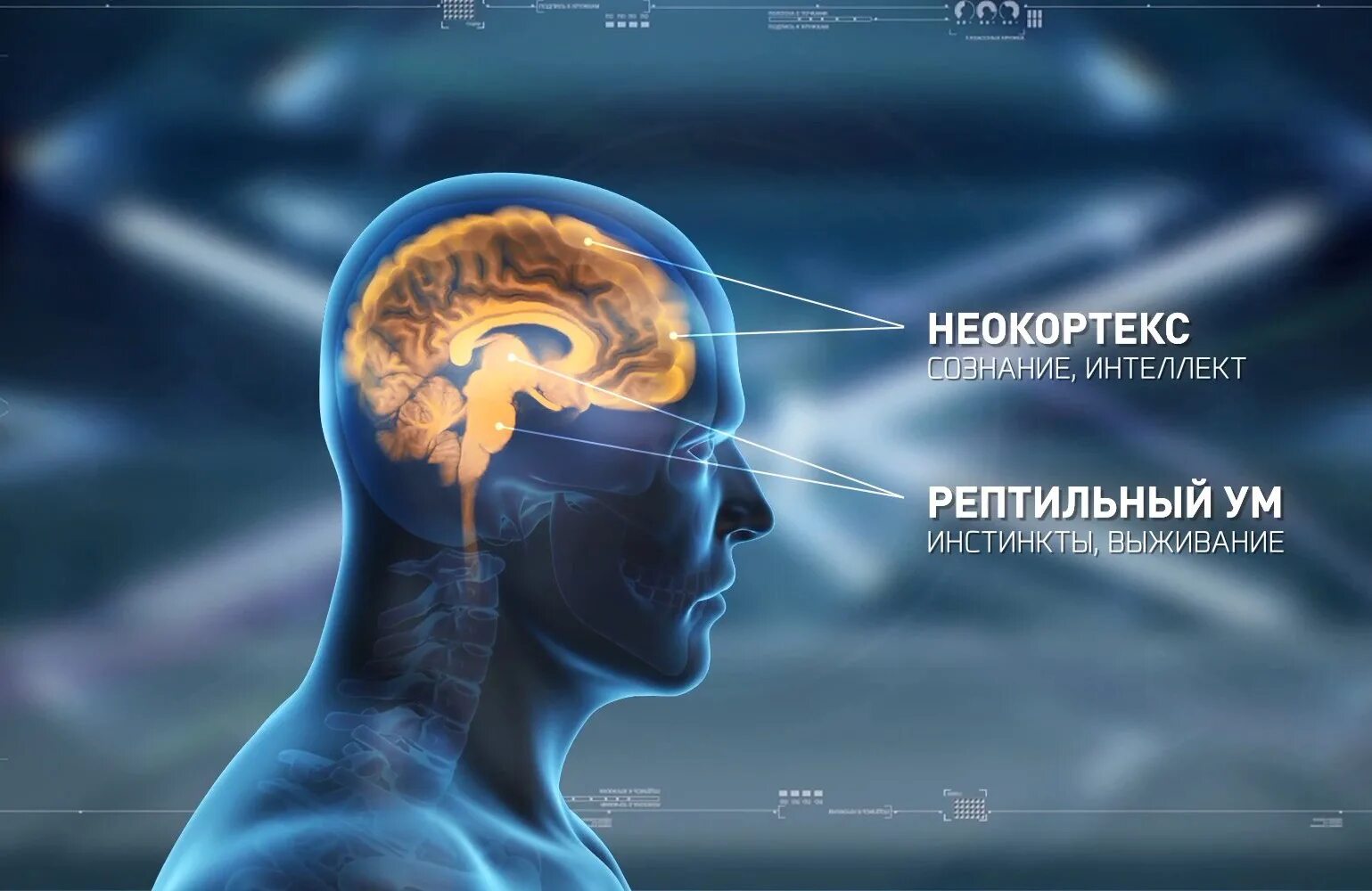 У животных есть интеллект