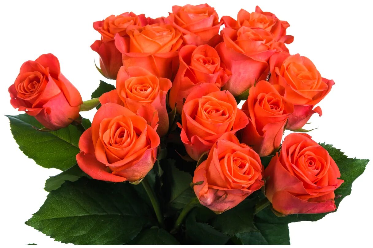50 пионовидных оранжевых роз. букет в оранжевом цвете. ярко оранжевые розы.