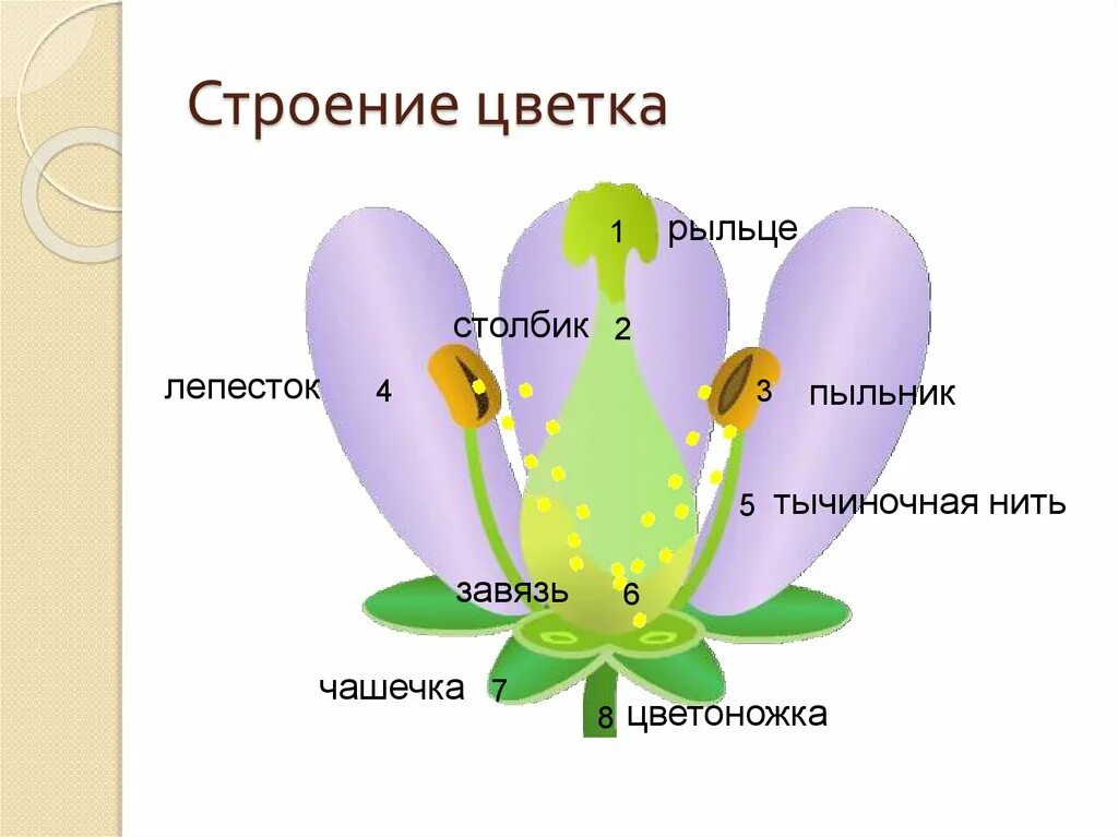Стерильная часть цветка. Чашечка и чашелистик. Что такое чашечка в биологии. Цветы веник. Чашелистик у цветка.