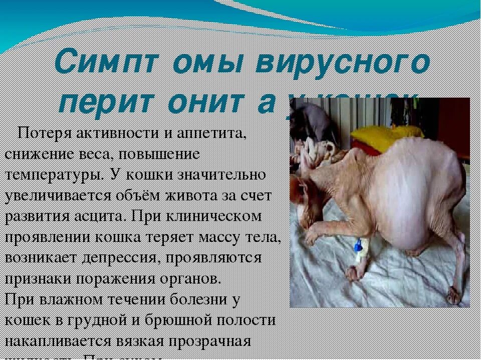 Как выглядит отравление у кошки Может ли кошка отравиться борной кислотой