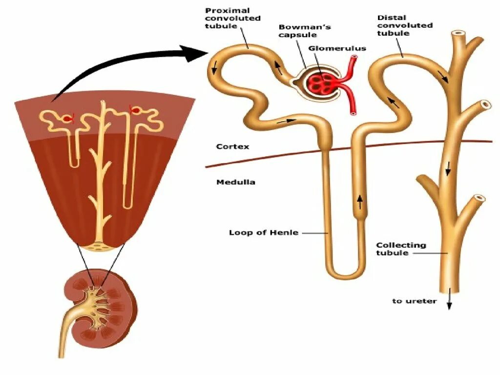 Нефрон капсуласы. Строение нефрона человека анатомия. Строение нефрона. Нефрон капсуласы. Нефрон капсуласы.