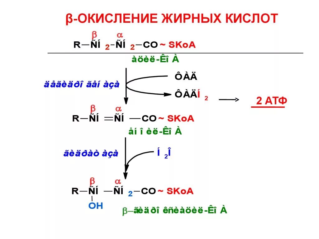 Окисление жирных кислот (β-окисление). Бета окисление жирных кислот протекает в. Бета окисление жирных кислот биохимия. Окисление полиненасыщенных жирных кислот. Реакции бета окисления