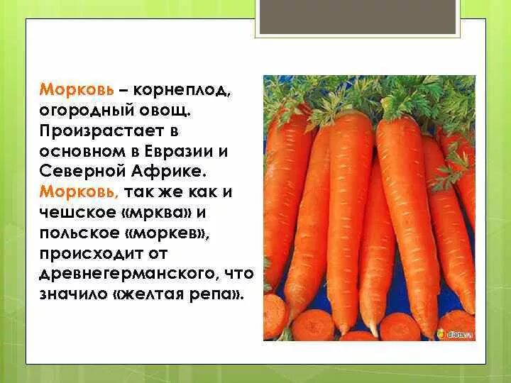 Корнеплод моркови. Культурное растение морковь. Информация о морковке. Морковь это овощ или корнеплод.