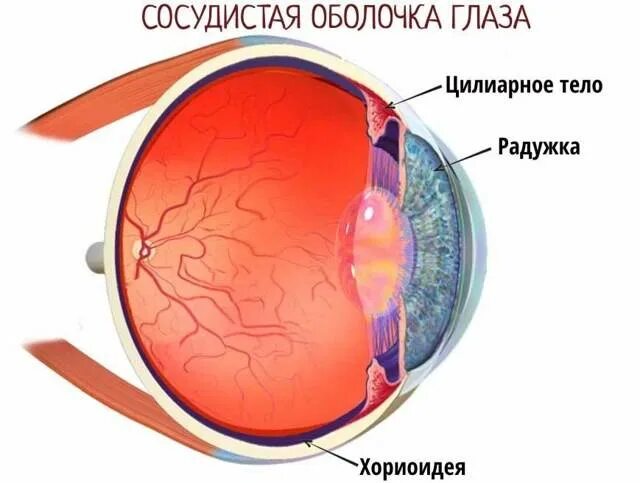 Склера и сетчатка. Склера роговица сосудистая оболочка. Роговица наружная оболочка глаза. Сетчатка и сосудистая оболочка. Содержит несколько слоев нейронов содержит роговицу защищает