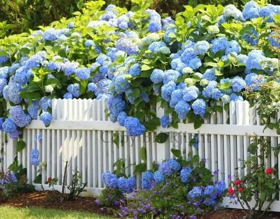 Best fertilizer for hydrangeas Hydrangea not blooming, Growing hydrangeas, Ferti