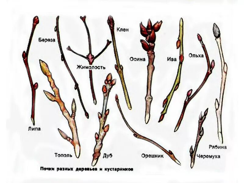 Почки различных растений весной. Расположение почек на побеге клена. Строение побега тополя удлиненный побег. Строение побега рябины. Рассмотрите дерево поближе и вы заметите