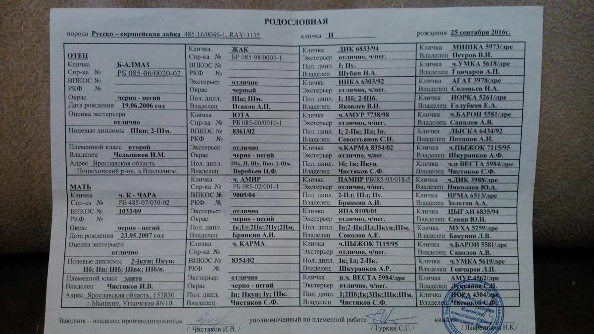 Рейтинг собак ркф по породам. Рейтинг собак ркф по породам