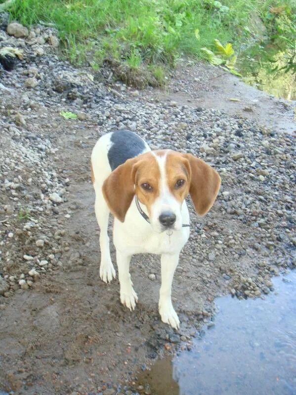 Estonian Hound Гончая