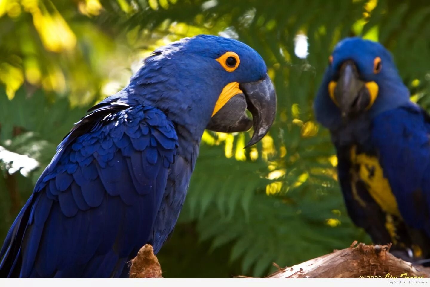 Большой попугай ара. Попугай ара гиацинтовый. Серо-голубой гиацинтовый ара. Самый большой попугай гиацинтовый ара. Гиацинтовый ара Бразилия.
