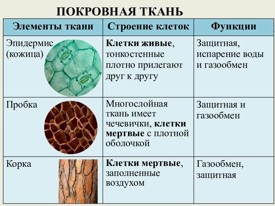 Установите соответствие между стеблями