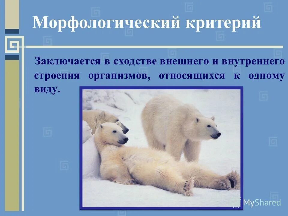Сходство внешнего и внутреннего строения особей. Вид критерии вида. Сходство внешнего и внутреннего строения особей одного вида это. Сходство внешнего и внутреннего строения. Морфологический критерий вида заключается в.