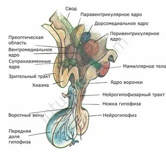 Особенности строения гипоталамуса