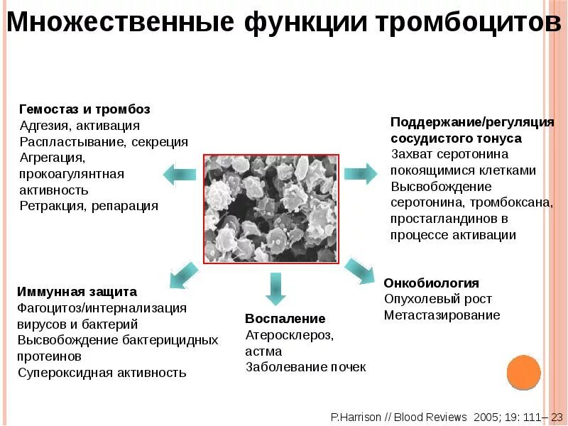 Гранулы тромбоцитов содержат. Функции тромбоцитов. Основные функции тромбоцитов. Заболевания тромбоцитов. Тромбоциты и их функции.