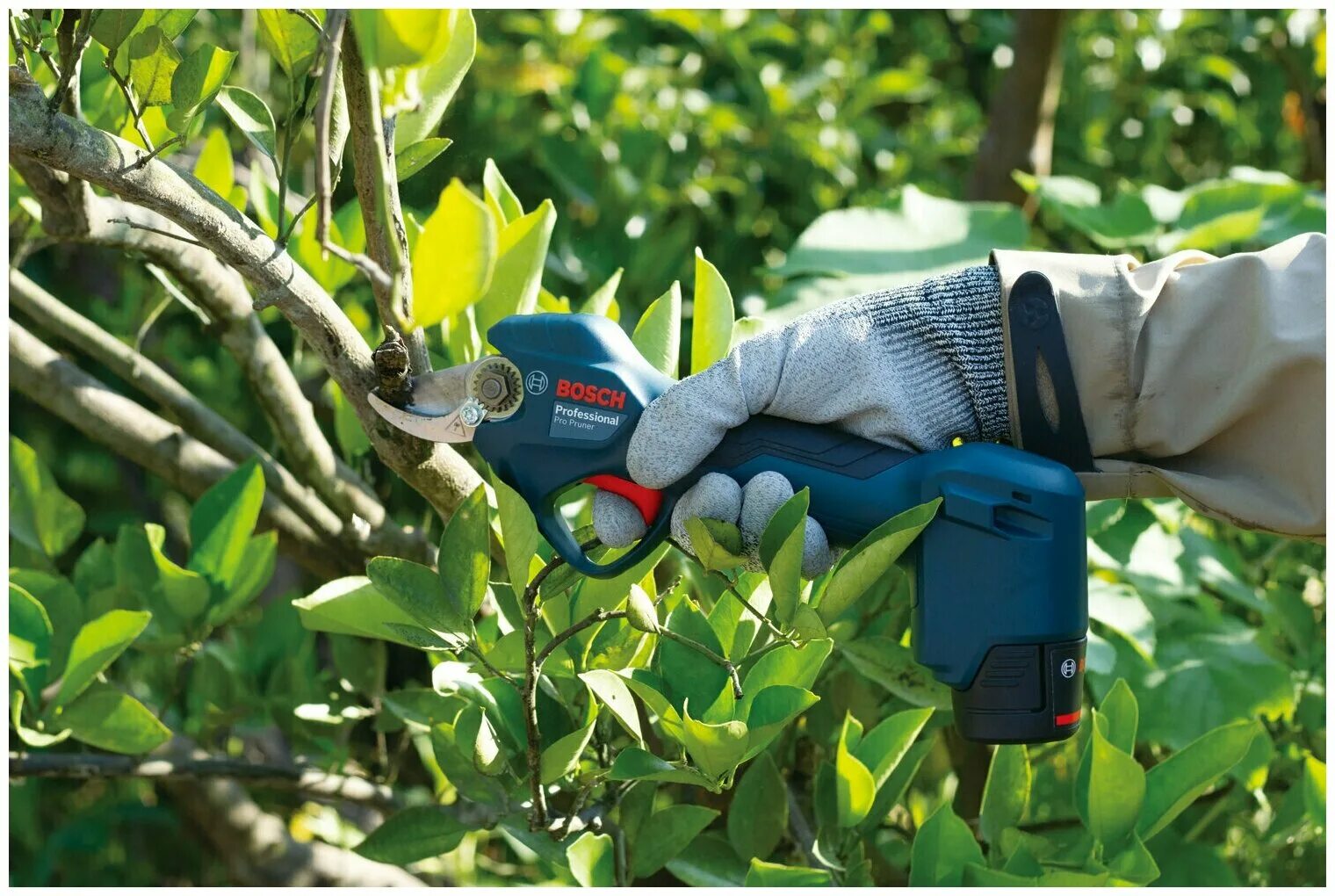 601. Секатор аккумуляторный sc 3602. Секатор бош аккумуляторный. Садовый аккумуляторный секатор бош. 6.