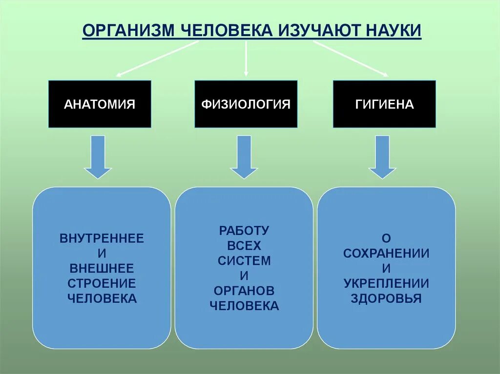 Какая наука изучает здоровье. Какие науки изучают организм человека 3 класс окружающий мир. Науки ищучающие органищм человек. Анатомия физиология и гигиена человека. Наауки оборганизме человека 8 класс.