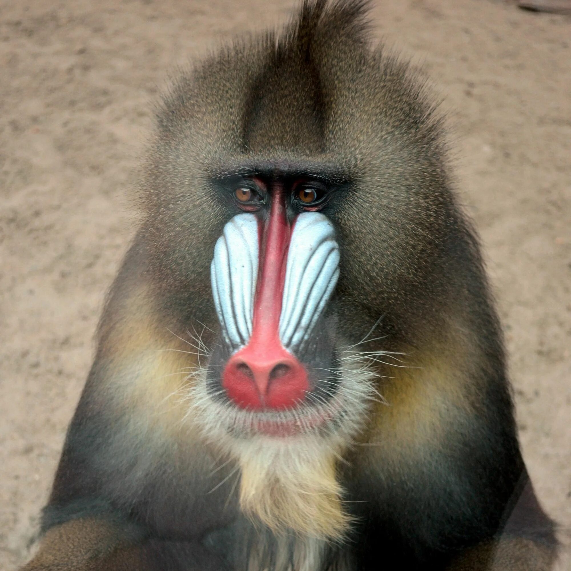 павиан бабуин мандрил. пластиковая игрушка обезьяны мандрила. мандрил обезьяна. бабуин мандрил. мандрил мартышковые.