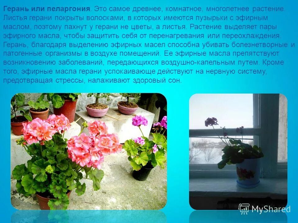Orsett пеларгония. герань душистая лечебная. пеларгония это герань или нет. герань без запаха. пеларгония душистая лекарственная.