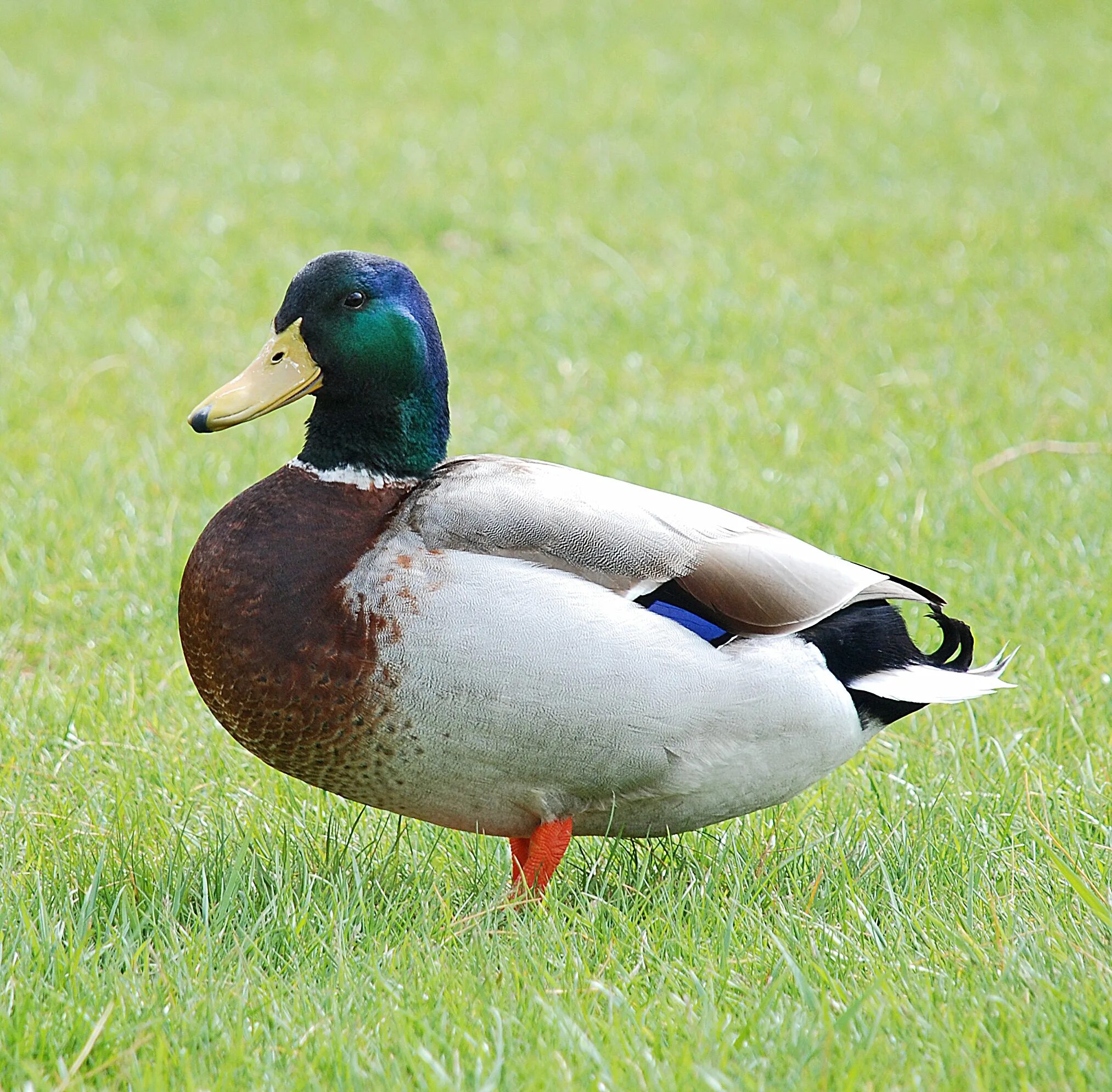 Duck com. Дикая утка кряква. Кряква селезень. Селезень утки. Селезень и утка селезень.