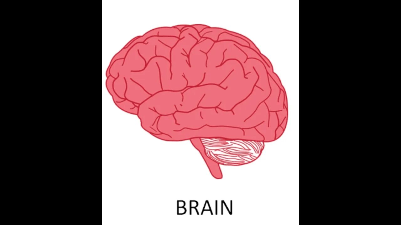 Мозг на японском. Мозг человека для детей. Мозг человека рисунок.