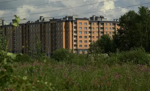 Погода лесной пушкинский