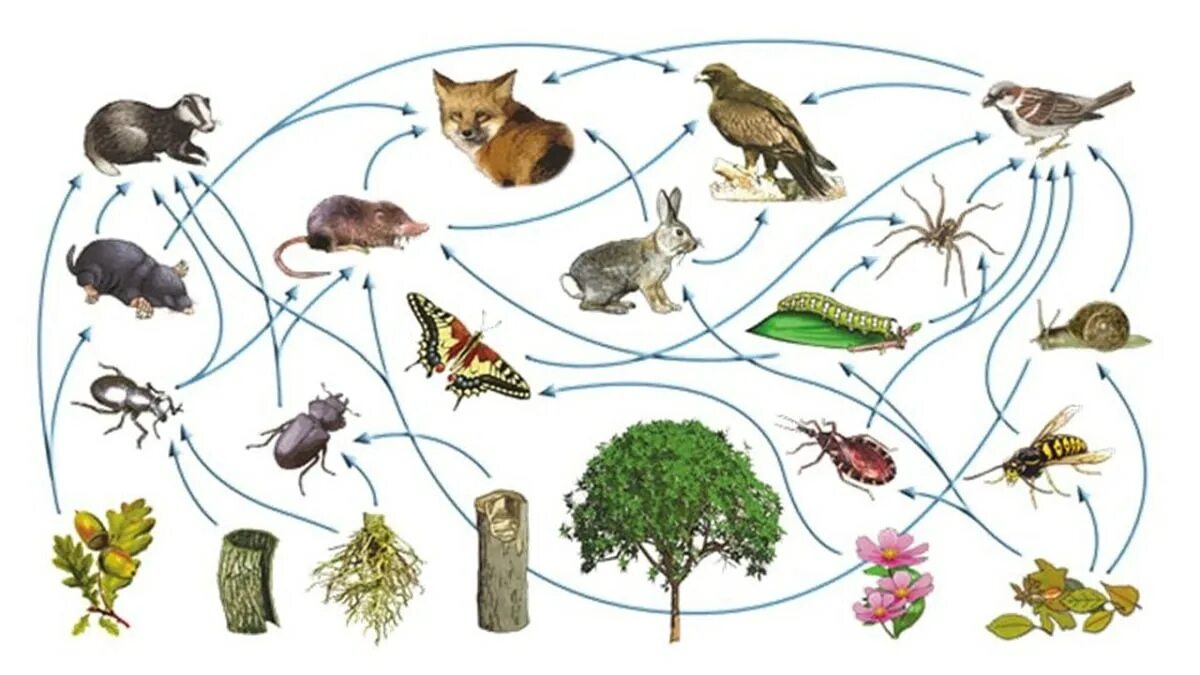 Трофическая пищевая цепь из 10 уровней. Трофическая сеть леса. Пищевая трофическая цепь. Пищевая сеть из 20 организмов. Пищевая сеть экосистемы.