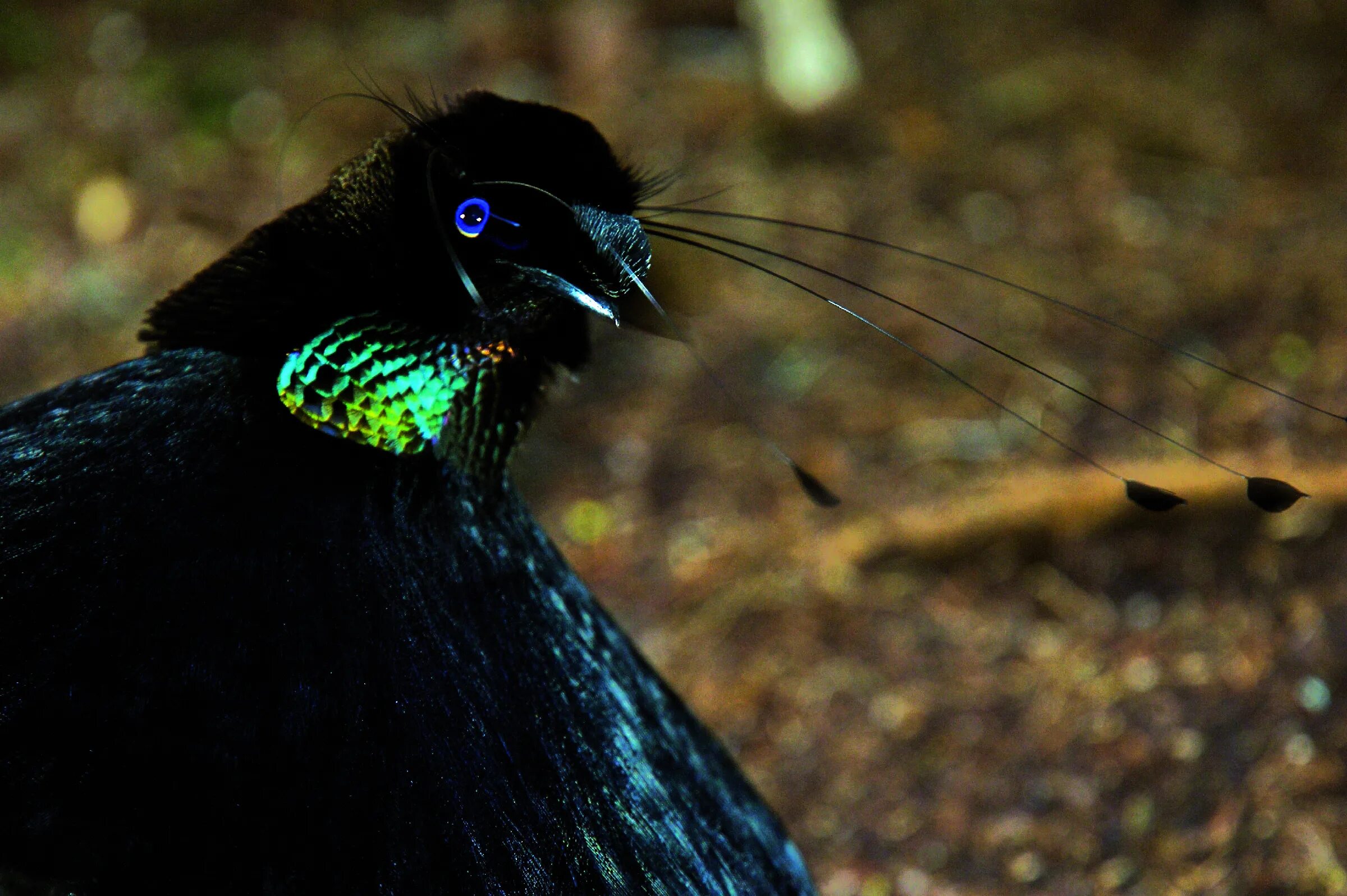 Паротия Берлепша. Parotia sefilata. Тим Ламан-Райские птицы. Западная паротия птица.