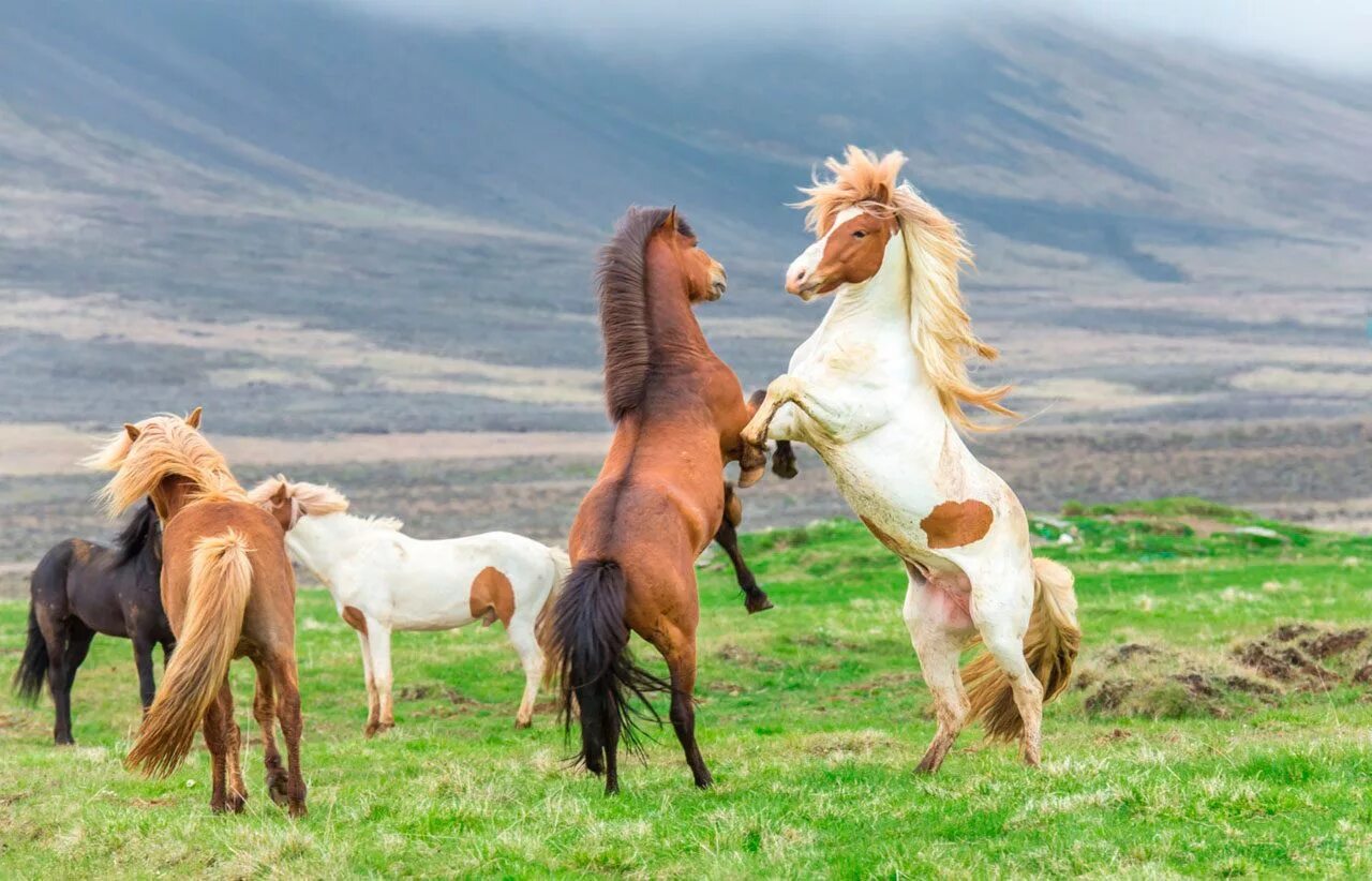 Horse pictures. Дикие лошади Исландии. Красивые лошади. Дикие лошади в природе. Красивые лошади на природе.