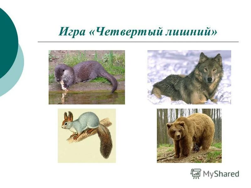 Млекопитающие 4 класс. Характеристика млекопитающих. Млекопитающие 4 класс. Млекопитающие презентация. Млекопитающие 4 класс.