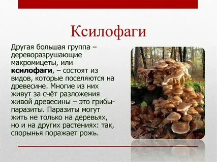 Почему грибы вкусные