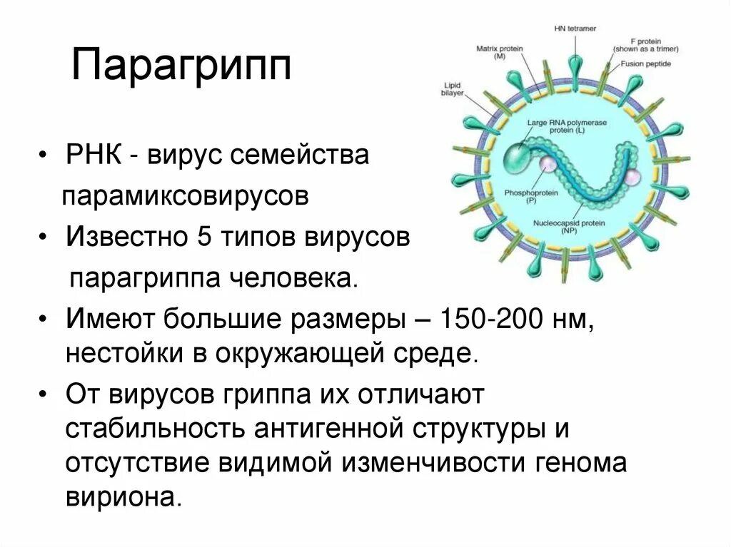 Действие вируса гриппа. Парагрипп строение вириона. Вирус парагриппа строение. Строение вируса ОРВИ. Вирус гриппа характеристика вируса.