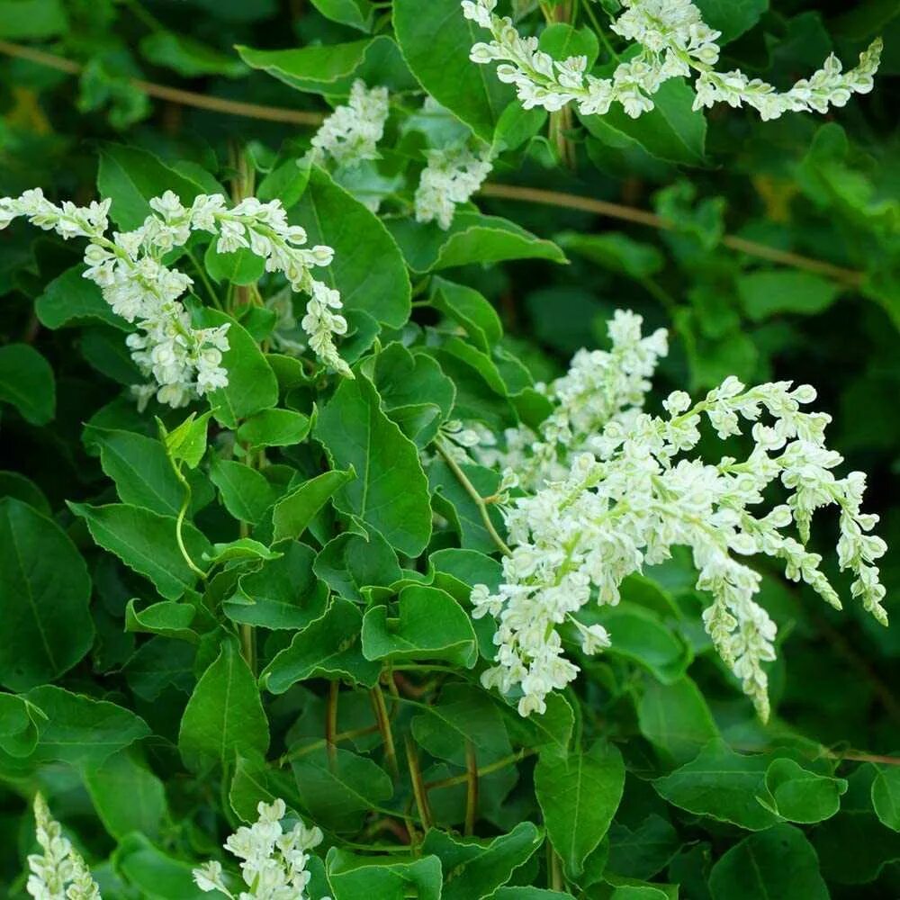 Фаллопия ауберта. Fallopia aubertii. Горец донжуанский кустарник фото. Горец бальджуанский фото зимой. Саженцы горец бальджуанский.