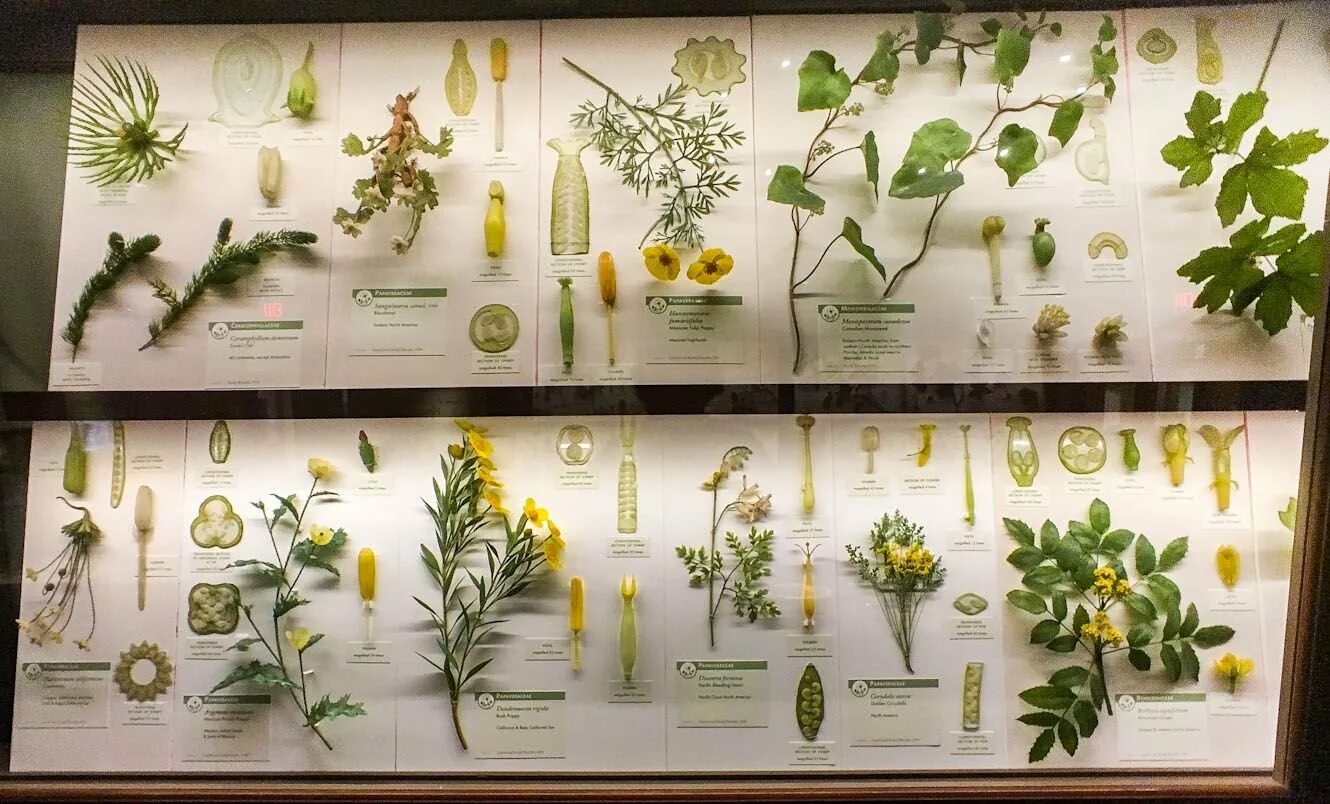 Botanical collection. Ботанический музей Гарвард. Национальный музей естественной истории Париж гербарии. Гербарий в музее. Гарвардский музей стеклянных растений.