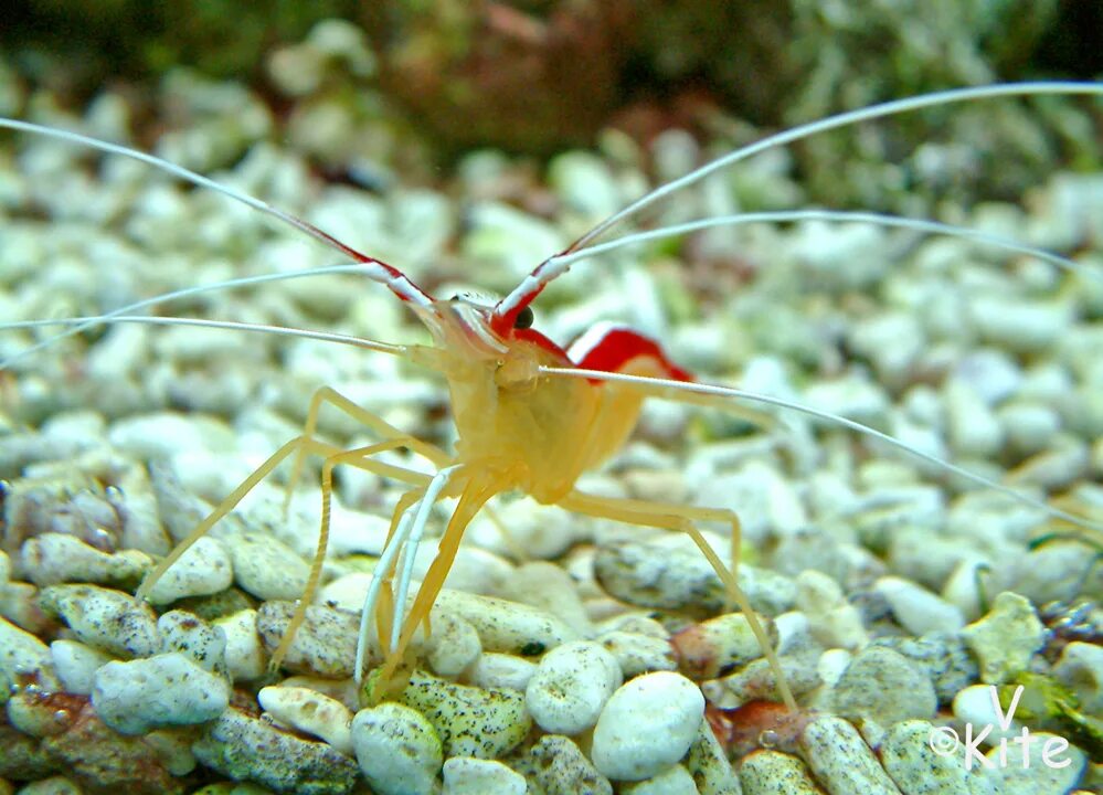 креветка - чистильщик / lysmata amboinensis. креветки ракообразные шримп. креветка доктор кукенталя, s /lysmata kuekenthali. пильчатая креветка. креветка тигровая аквариумная.