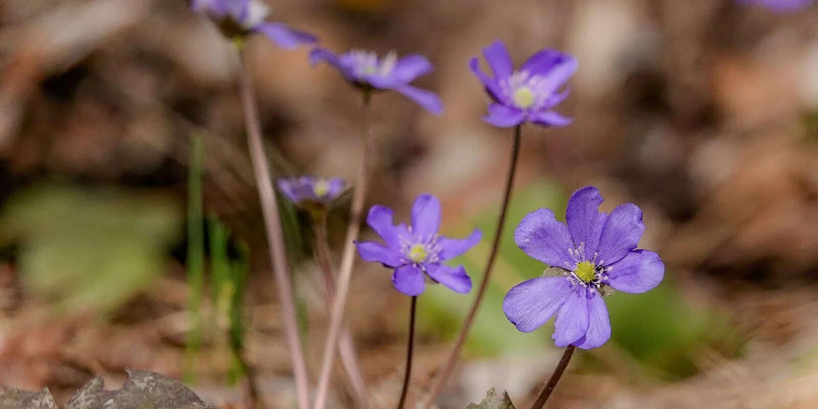 Мордовник шароголовый семена. Полевые первоцветы. Доклад чем полезен лопух. Примула синяя лесная. Лопух репейник.