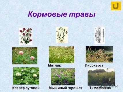 Какая трава не является кормовой 3