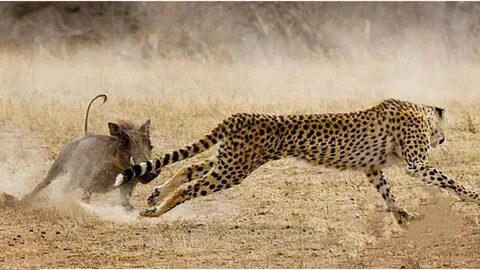 Against wild