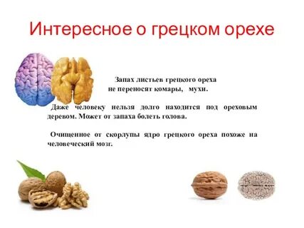 Грецкий орех кореллам