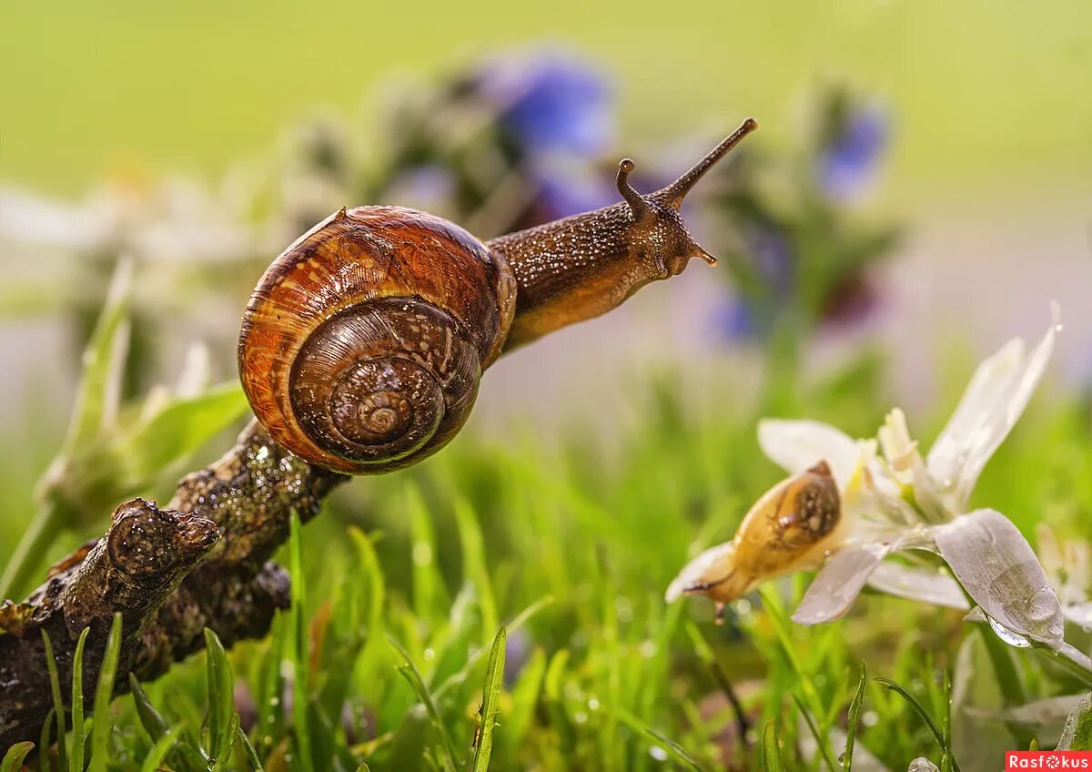 улитка 1. улитка 1. первая улитка. виноградная улитка хеликс. улитка 1.