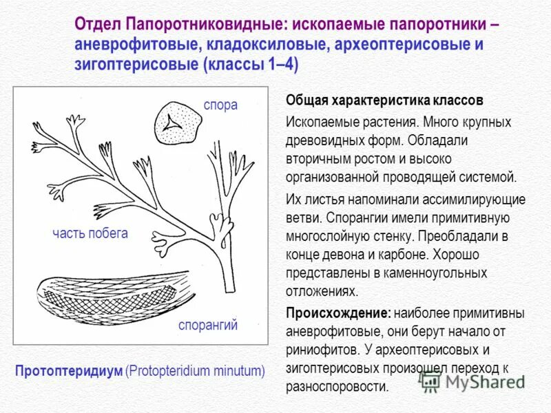 Дайте характеристику отделу папоротниковидные. У папоротников развита Проводящая система. Ткани папоротниковидных.