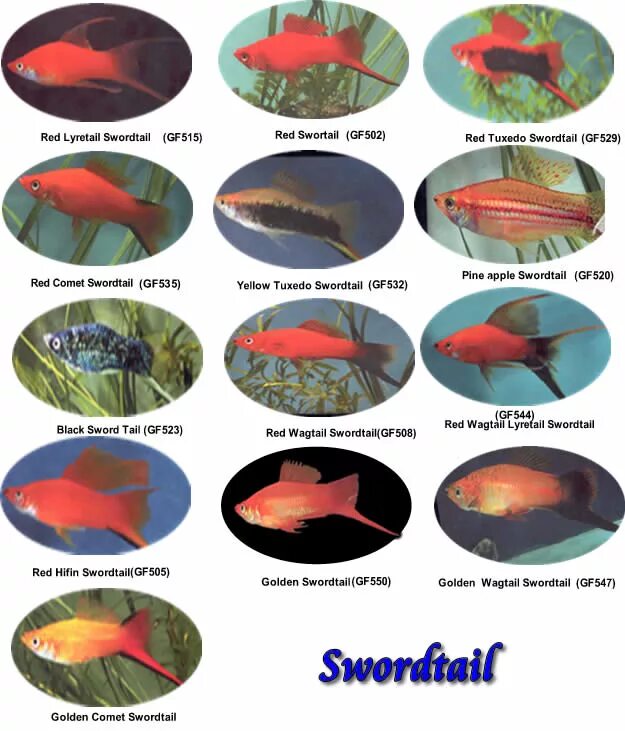 Какие рыбы бывают в аквариуме