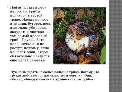Чем полезны грузди