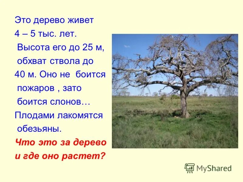 Рассказ о тополе. Дерево с ногами. Я знаю мое дерево не проживет. Ходящие деревья. Рассказ про живое дерево.