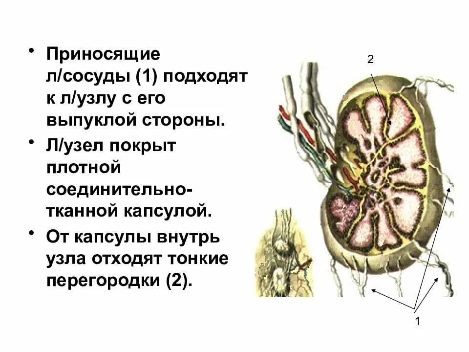 Плотный лимфатический узел. Приносящие сосуды лимфатического узла. Лимфатические узлы. Строение лимфатического узла. Приносящие сосуды входят в лимфатический узел.