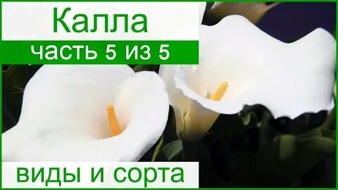 Почему не растет калла