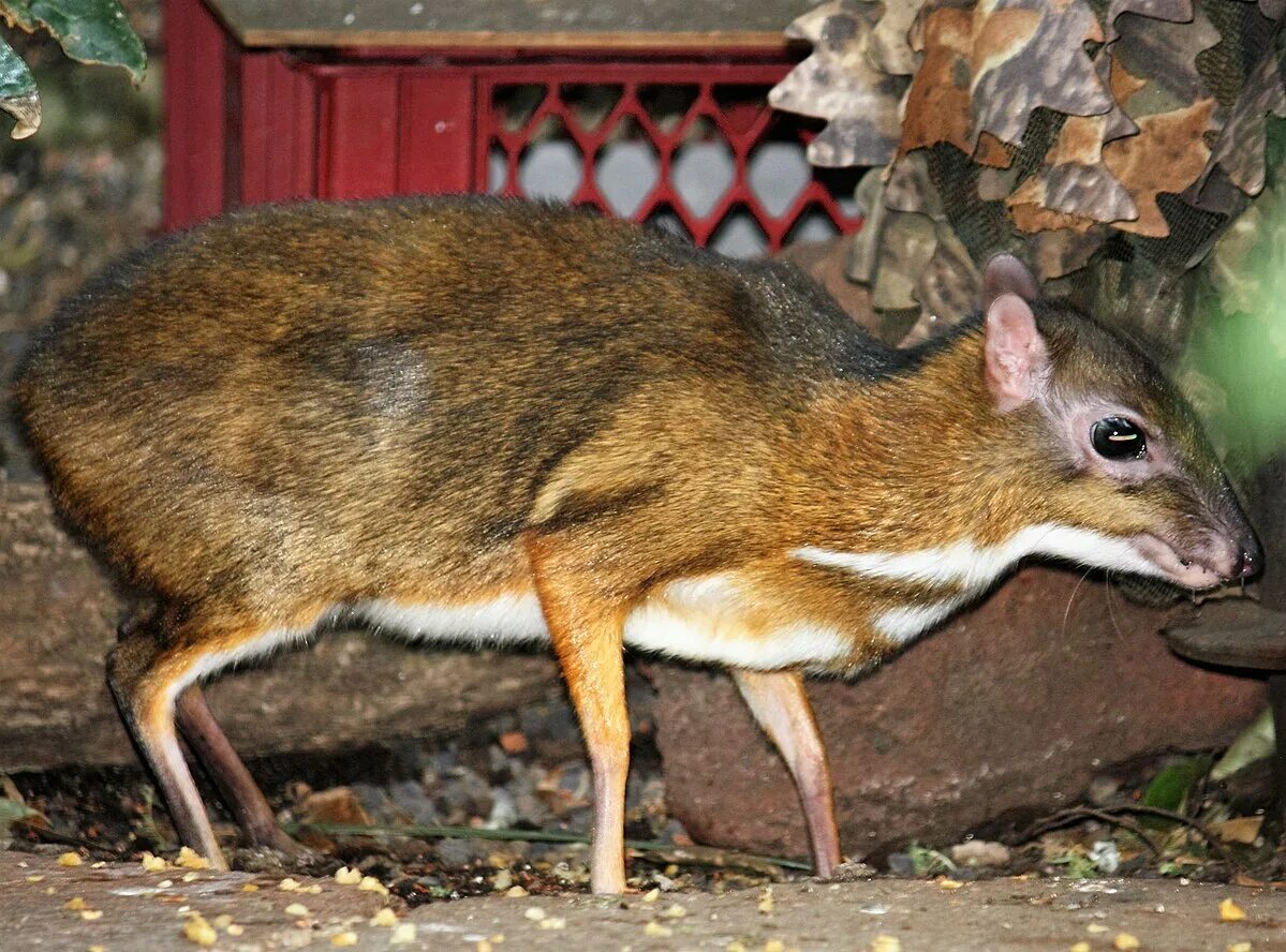 Оленья мышь