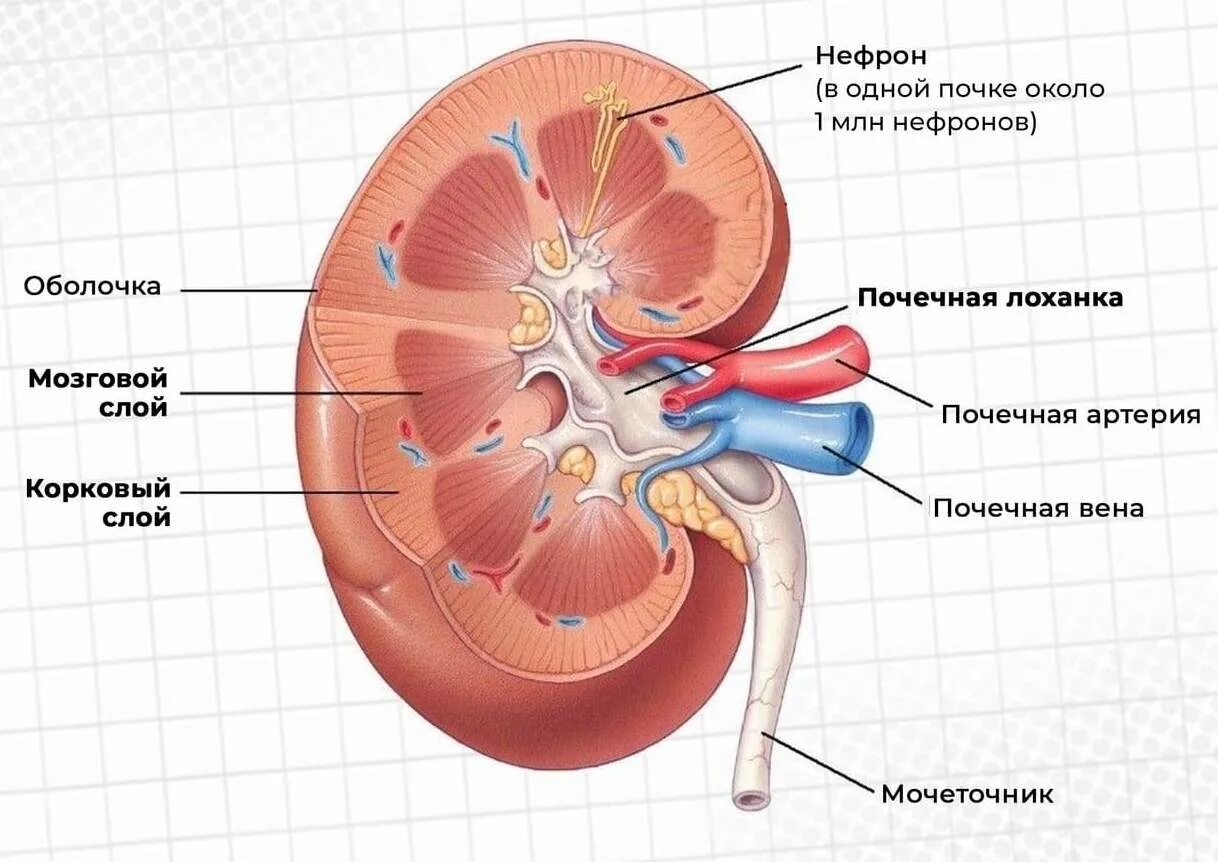 Строение структуры почки. Почка строение анатомия егэ. строение почки человека рисунок. наружное строение почки. внутреннее строение почки анатомия.