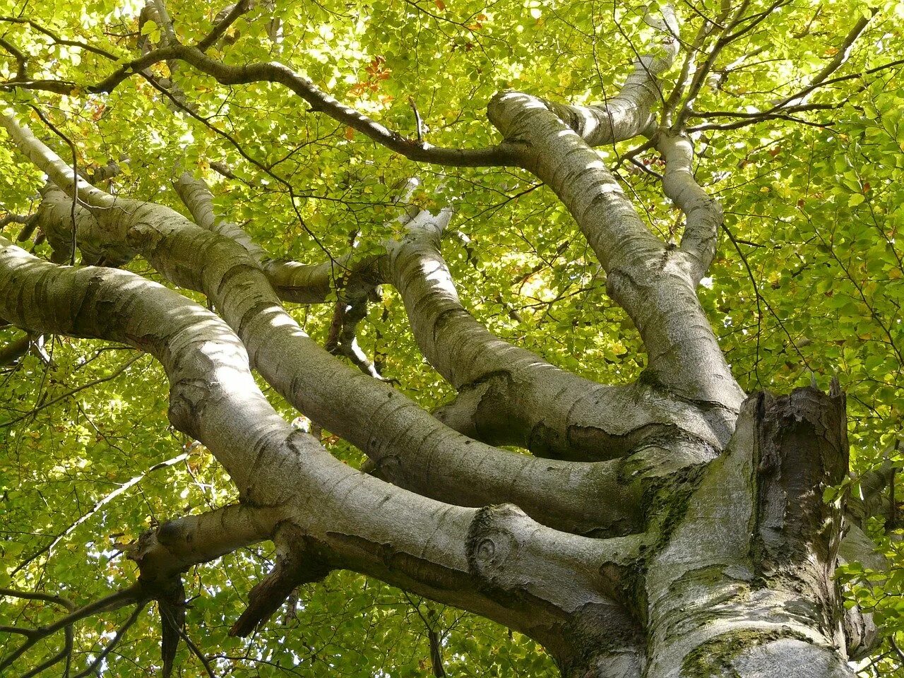 Бук крона. Бук дерево. Derevo Buk бук дерево. Beech дерево.