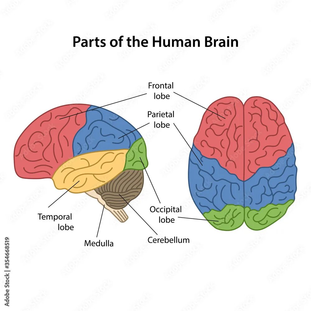 Brain structure. Parts of human brain. Parts of human brain. Мозг человека рисунок. Human brain parts.