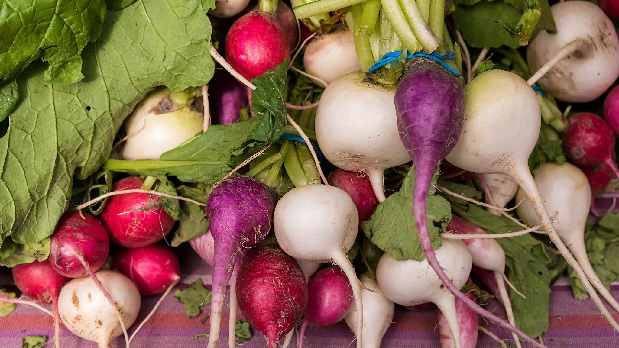 Корнеплоды луковые. Корнеплод турнепс. Sholg'om. Турнепс брюква. Турнепс брюква.