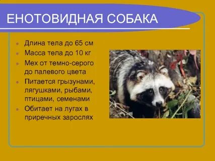 Енотовидная собака развитие с метаморфозом